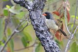 Black-throated Saltator